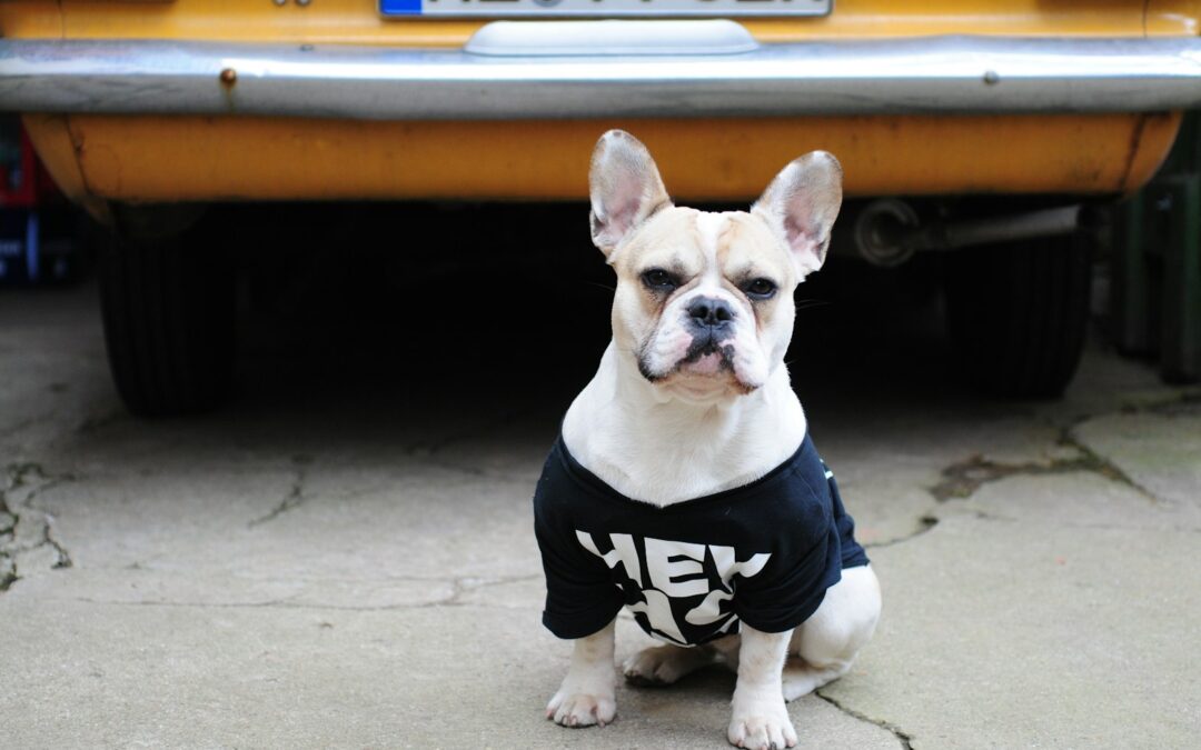 Make Custom Dog Shirts With DTF Transfers
