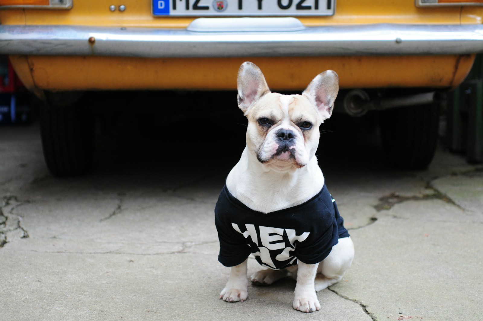 selective focus photography of dog wearing shirt custom dog shirts