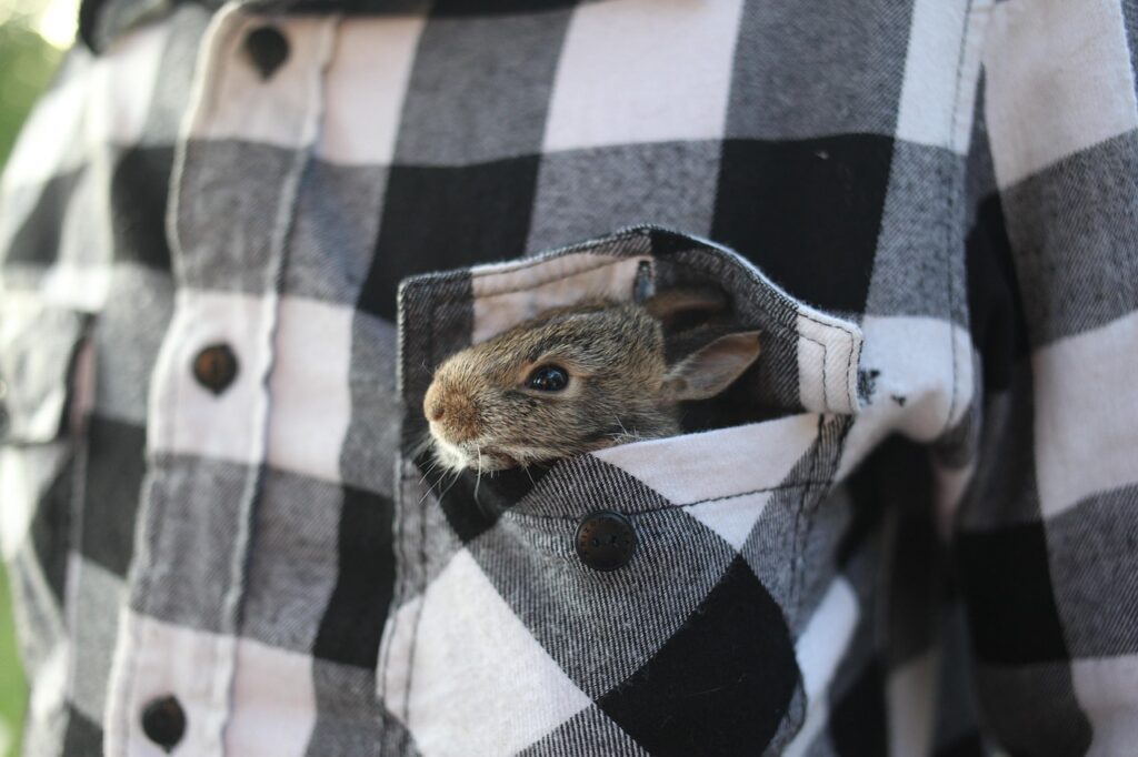 rabbit, bunny, animal, cute, nature, ears, wildlife, mammal, baby, lagomorph, pocket, shirt, gray nature, gray animals, gray rabbit, gray bunny, gray natural, rabbit, rabbit, rabbit, rabbit, rabbit, bunny, bunny, pocket, shirt, shirt